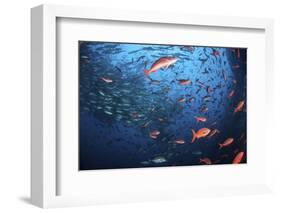 Schooling Fish Swim Near Cocos Island, Costa Rica-Stocktrek Images-Framed Photographic Print