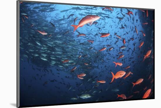 Schooling Fish Swim Near Cocos Island, Costa Rica-Stocktrek Images-Mounted Photographic Print