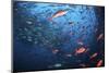 Schooling Fish Swim Near Cocos Island, Costa Rica-Stocktrek Images-Mounted Photographic Print