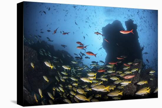 Schooling Fish Swim over a Rocky Reef Near Cocos Island, Costa Rica-Stocktrek Images-Stretched Canvas