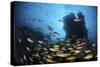 Schooling Fish Swim over a Rocky Reef Near Cocos Island, Costa Rica-Stocktrek Images-Stretched Canvas