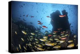 Schooling Fish Swim over a Rocky Reef Near Cocos Island, Costa Rica-Stocktrek Images-Stretched Canvas