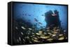 Schooling Fish Swim over a Rocky Reef Near Cocos Island, Costa Rica-Stocktrek Images-Framed Stretched Canvas