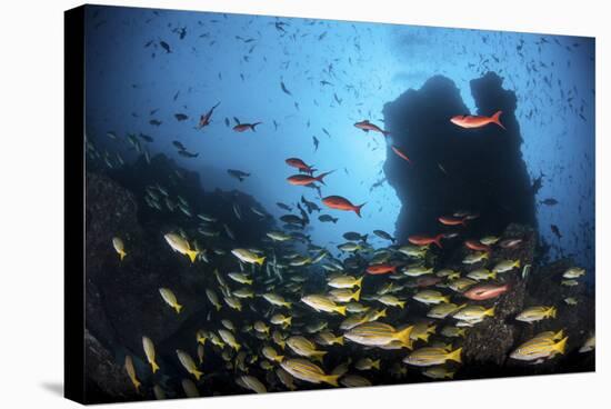 Schooling Fish Swim over a Rocky Reef Near Cocos Island, Costa Rica-Stocktrek Images-Stretched Canvas