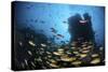 Schooling Fish Swim over a Rocky Reef Near Cocos Island, Costa Rica-Stocktrek Images-Stretched Canvas