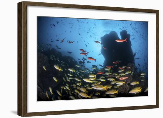 Schooling Fish Swim over a Rocky Reef Near Cocos Island, Costa Rica-Stocktrek Images-Framed Photographic Print