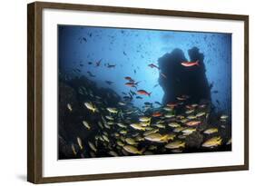 Schooling Fish Swim over a Rocky Reef Near Cocos Island, Costa Rica-Stocktrek Images-Framed Photographic Print