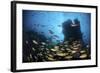 Schooling Fish Swim over a Rocky Reef Near Cocos Island, Costa Rica-Stocktrek Images-Framed Photographic Print