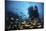 Schooling Fish Swim over a Rocky Reef Near Cocos Island, Costa Rica-Stocktrek Images-Mounted Photographic Print