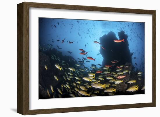 Schooling Fish Swim over a Rocky Reef Near Cocos Island, Costa Rica-Stocktrek Images-Framed Photographic Print