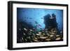 Schooling Fish Swim over a Rocky Reef Near Cocos Island, Costa Rica-Stocktrek Images-Framed Photographic Print
