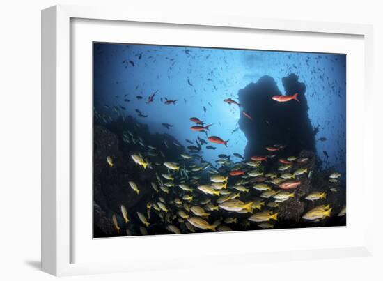 Schooling Fish Swim over a Rocky Reef Near Cocos Island, Costa Rica-Stocktrek Images-Framed Photographic Print