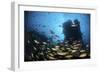 Schooling Fish Swim over a Rocky Reef Near Cocos Island, Costa Rica-Stocktrek Images-Framed Photographic Print