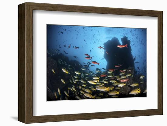 Schooling Fish Swim over a Rocky Reef Near Cocos Island, Costa Rica-Stocktrek Images-Framed Photographic Print