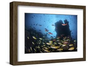 Schooling Fish Swim over a Rocky Reef Near Cocos Island, Costa Rica-Stocktrek Images-Framed Photographic Print