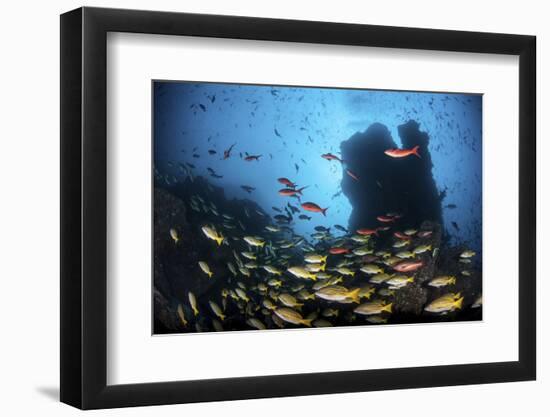 Schooling Fish Swim over a Rocky Reef Near Cocos Island, Costa Rica-Stocktrek Images-Framed Photographic Print