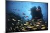 Schooling Fish Swim over a Rocky Reef Near Cocos Island, Costa Rica-Stocktrek Images-Mounted Photographic Print