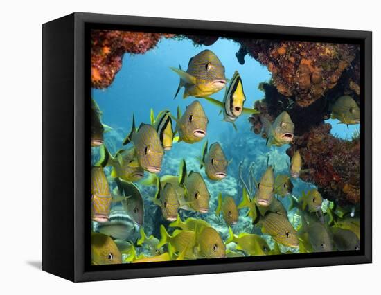Schooling Fish Under Coral Ledge-Stephen Frink-Framed Stretched Canvas