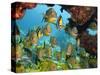 Schooling Fish Under Coral Ledge-Stephen Frink-Stretched Canvas