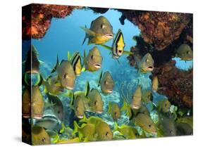 Schooling Fish Under Coral Ledge-Stephen Frink-Stretched Canvas