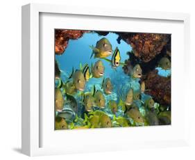 Schooling Fish Under Coral Ledge-Stephen Frink-Framed Photographic Print