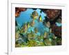 Schooling Fish Under Coral Ledge-Stephen Frink-Framed Photographic Print