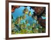 Schooling Fish Under Coral Ledge-Stephen Frink-Framed Photographic Print