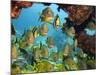 Schooling Fish Under Coral Ledge-Stephen Frink-Mounted Photographic Print