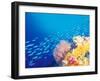 Schooling Fusiliers, Papua, Indonesia-Michele Westmorland-Framed Premium Photographic Print