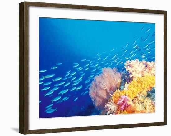Schooling Fusiliers, Papua, Indonesia-Michele Westmorland-Framed Photographic Print