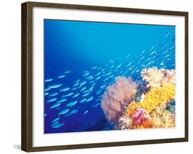 Schooling Fusiliers, Papua, Indonesia-Michele Westmorland-Framed Photographic Print