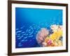 Schooling Fusiliers, Papua, Indonesia-Michele Westmorland-Framed Photographic Print