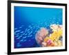 Schooling Fusiliers, Papua, Indonesia-Michele Westmorland-Framed Photographic Print