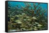 Schooling Grunts in Field of Coral-Stephen Frink-Framed Stretched Canvas