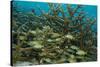 Schooling Grunts in Field of Coral-Stephen Frink-Stretched Canvas