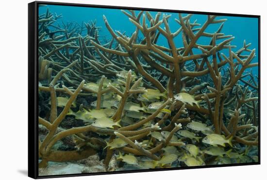 Schooling Grunts in Field of Coral-Stephen Frink-Framed Stretched Canvas