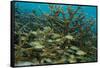 Schooling Grunts in Field of Coral-Stephen Frink-Framed Stretched Canvas