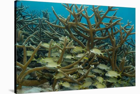 Schooling Grunts in Field of Coral-Stephen Frink-Stretched Canvas