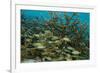 Schooling Grunts in Field of Coral-Stephen Frink-Framed Photographic Print