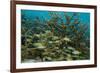 Schooling Grunts in Field of Coral-Stephen Frink-Framed Photographic Print