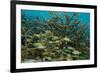 Schooling Grunts in Field of Coral-Stephen Frink-Framed Photographic Print