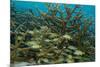 Schooling Grunts in Field of Coral-Stephen Frink-Mounted Photographic Print