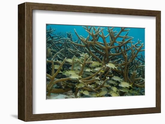 Schooling Grunts in Field of Coral-Stephen Frink-Framed Photographic Print