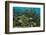 Schooling Grunts in Field of Coral-Stephen Frink-Framed Photographic Print