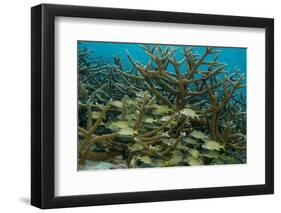 Schooling Grunts in Field of Coral-Stephen Frink-Framed Photographic Print