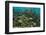 Schooling Grunts in Field of Coral-Stephen Frink-Framed Photographic Print