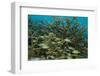 Schooling Grunts in Field of Coral-Stephen Frink-Framed Photographic Print