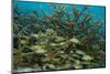 Schooling Grunts in Field of Coral-Stephen Frink-Mounted Photographic Print