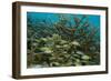 Schooling Grunts in Field of Coral-Stephen Frink-Framed Photographic Print