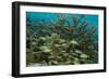 Schooling Grunts in Field of Coral-Stephen Frink-Framed Photographic Print